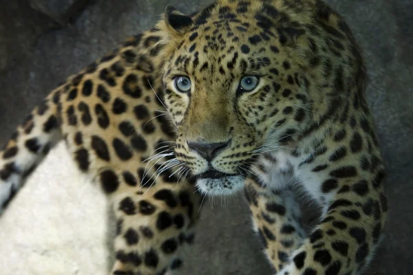 Amur Leopard — Stockfoto