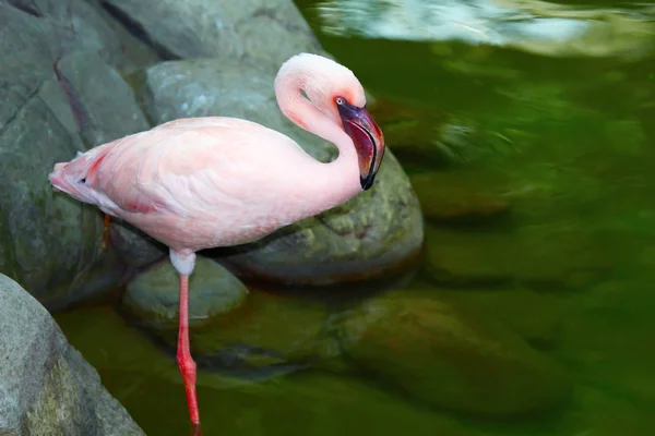 Красивый розовый фламинго — стоковое фото