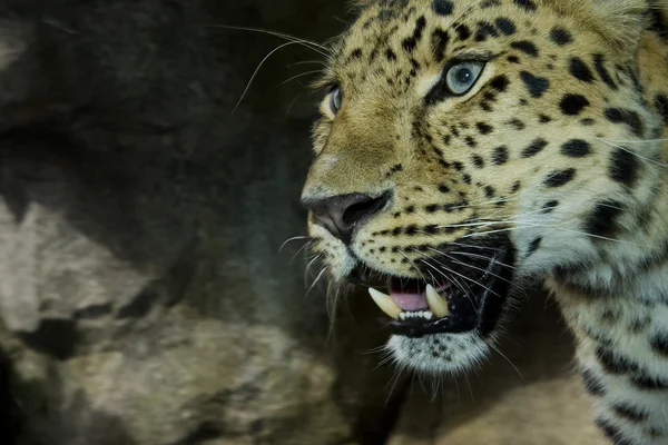 Amur Leopardo — Fotografia de Stock