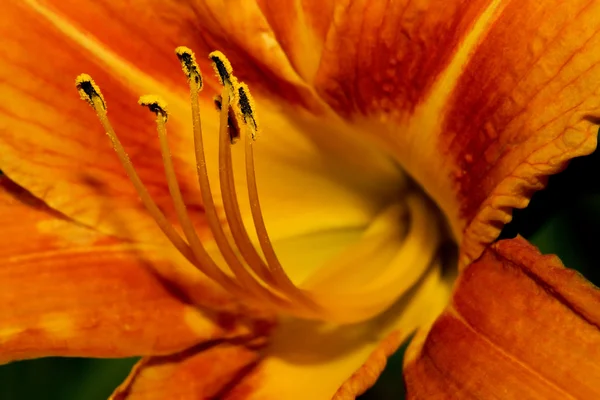 Лилия оранжевого дня — стоковое фото