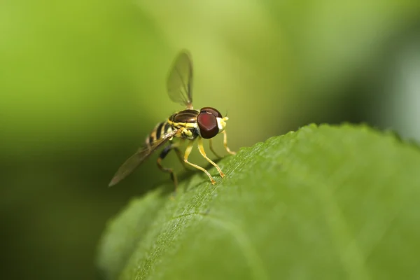 Ховерская муха — стоковое фото