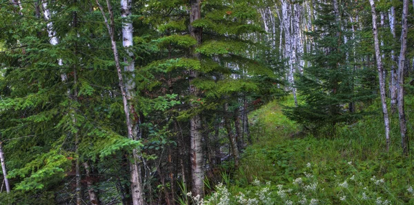 Orman HDR — Stok fotoğraf