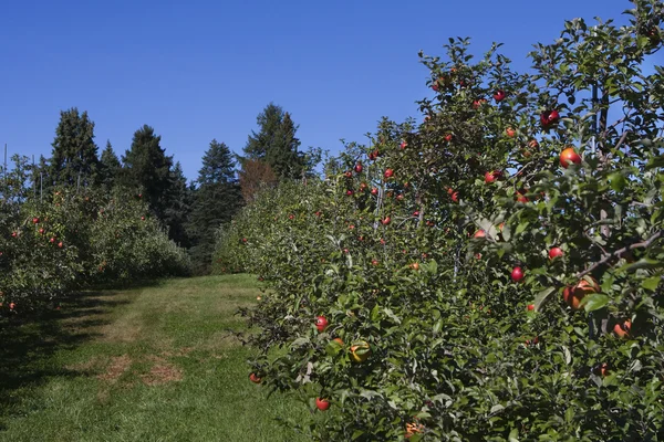 Apple Orchard full of rippend apples. — Stock Photo, Image