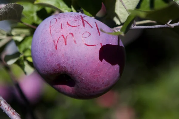 Pick Me apple hanging on the branch — Stock Photo, Image