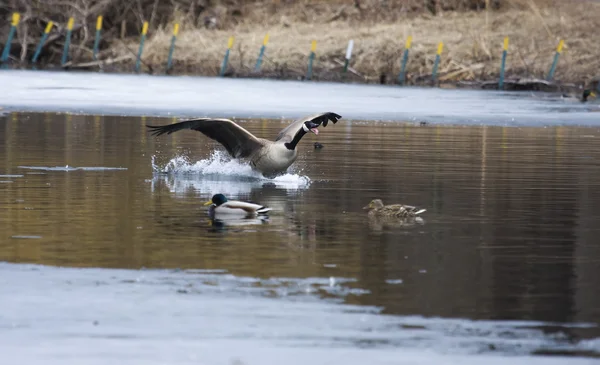 Canadese gans landing op water — Stockfoto