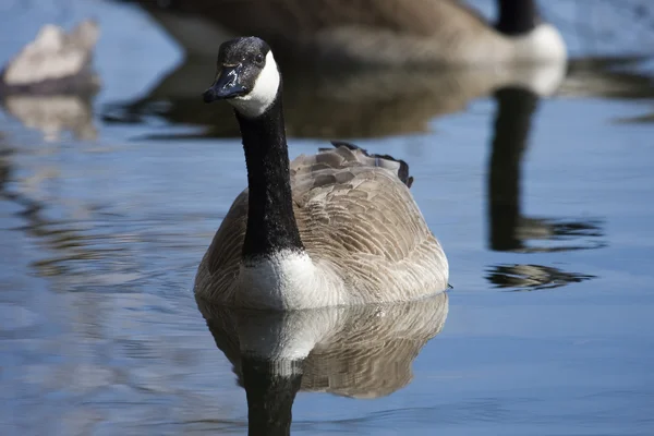 Canadian Goose — Stock Photo, Image