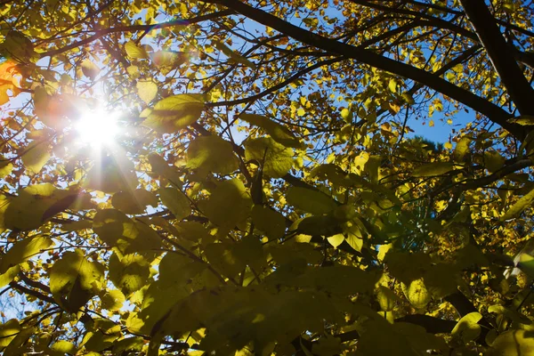 Солнечные лучи сквозь осеннее дерево . — стоковое фото
