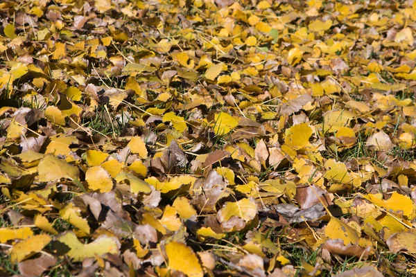 Барвистий фон осіннього листя . — стокове фото