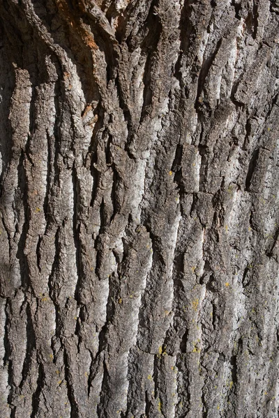 stock image Tree Bark Background.