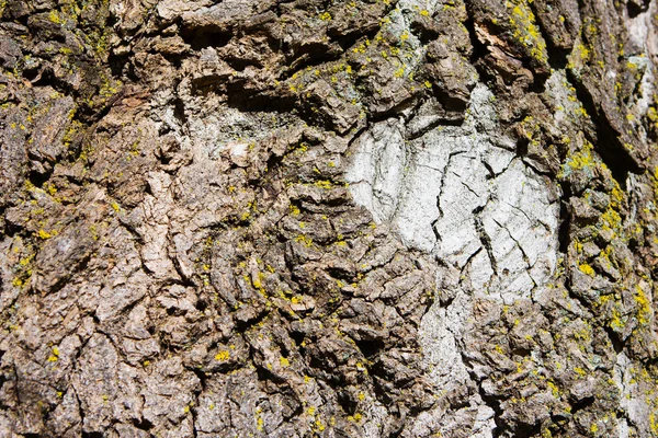 Tree Bark Background. — Stock Photo, Image