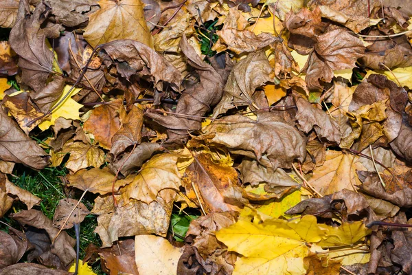 Színes őszi levelek háttér — Stock Fotó
