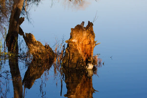 Stump in a Swamp. — Stock Photo, Image