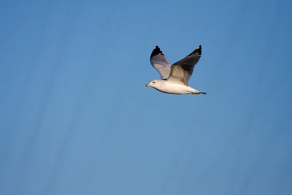 在飞行中的海鸥. — 图库照片
