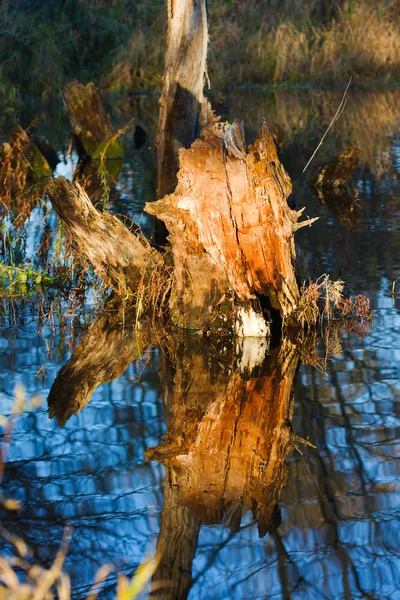 Stump in a Swamp. — Stock Photo, Image
