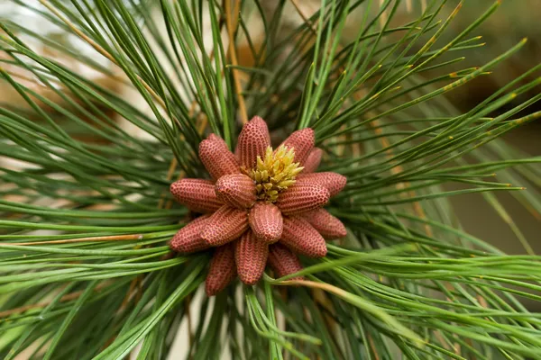 Birth on some pine cones — Stock Photo, Image