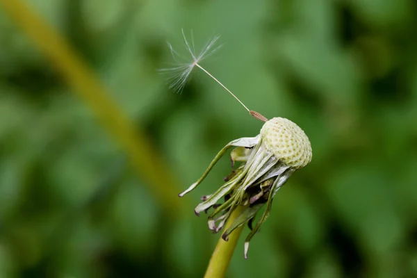 A Dandelion with one seed left — Stock Photo, Image