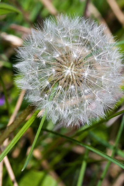 Sebuah dandelion mati — Stok Foto