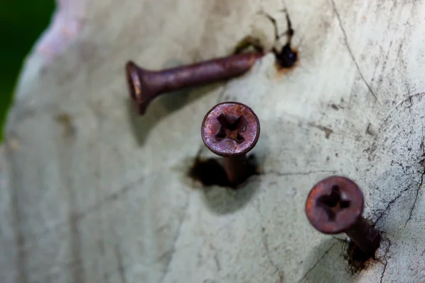 Rusty Philips screws in a log — Stock Photo, Image
