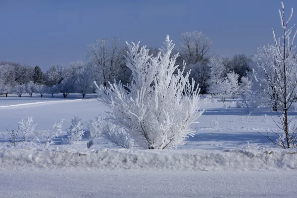 Nieve fresca en los árboles — Foto de Stock