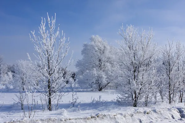 Neve fresca em árvores — Fotografia de Stock