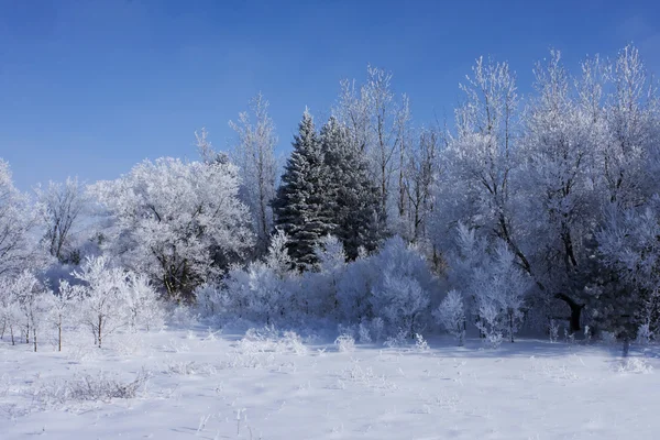 Neve fresca em árvores — Fotografia de Stock