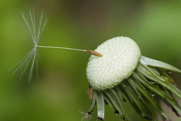 Close up of a spent Dandelion — Stock Photo, Image