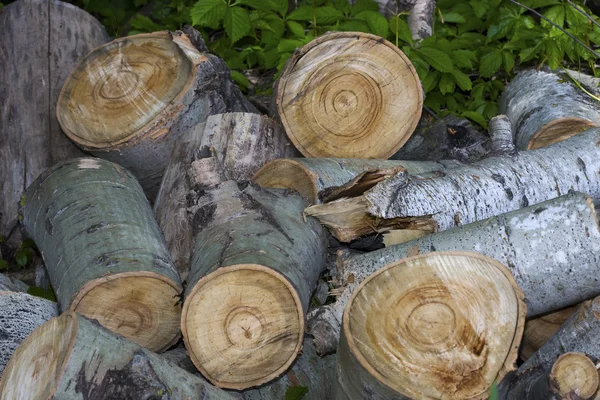 stock image Wood pile