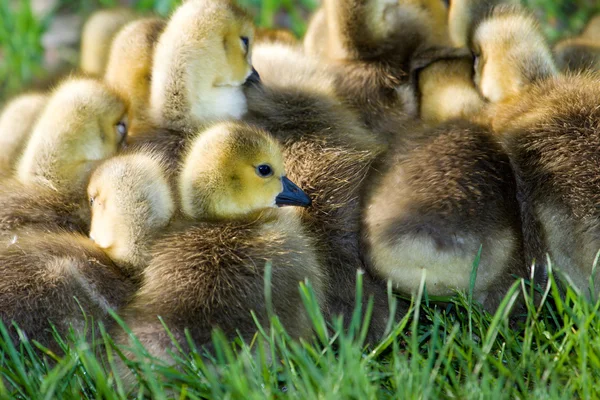 A group of canadian goslings — Stock Photo, Image
