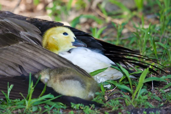 A gosling snuggling in for a rest — Stock Photo, Image