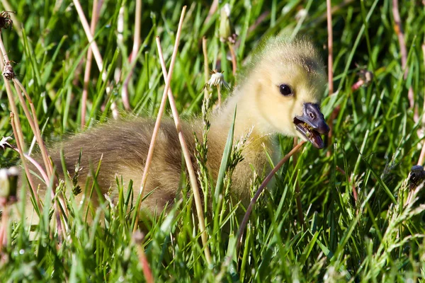 Retrato de um gosling comendo um dente de leão — Fotografia de Stock