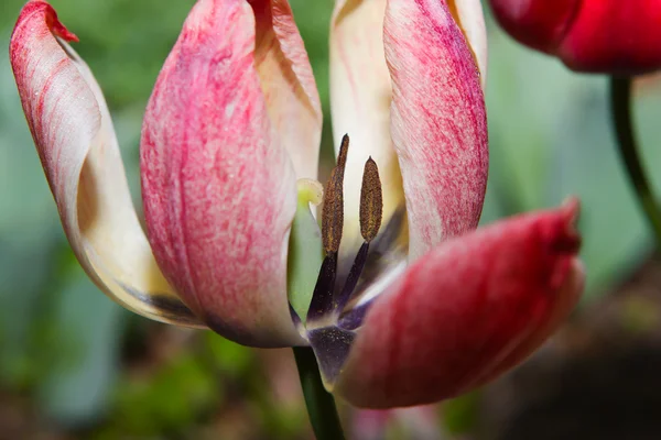 Primo piano del tulipano colorato — Foto Stock