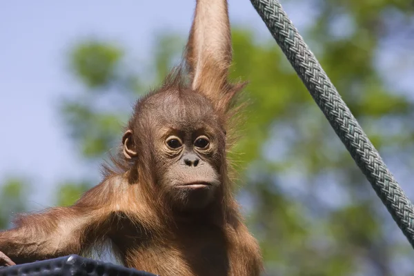 Dětská orangutan — Stock fotografie