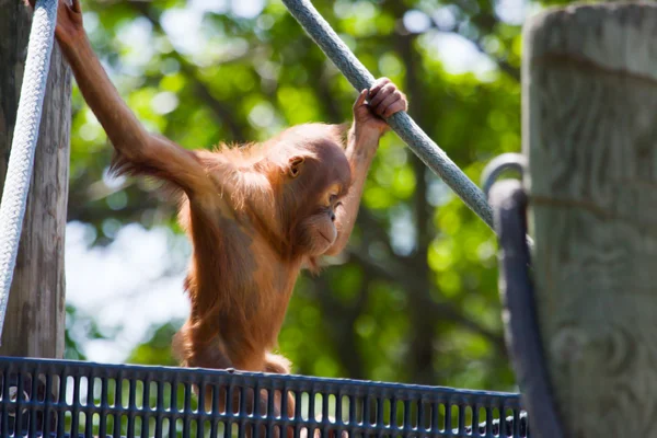 Lindo bebé orangután —  Fotos de Stock