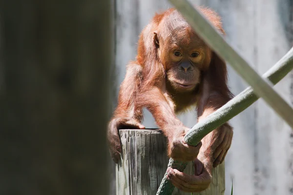 Bebé orangután —  Fotos de Stock