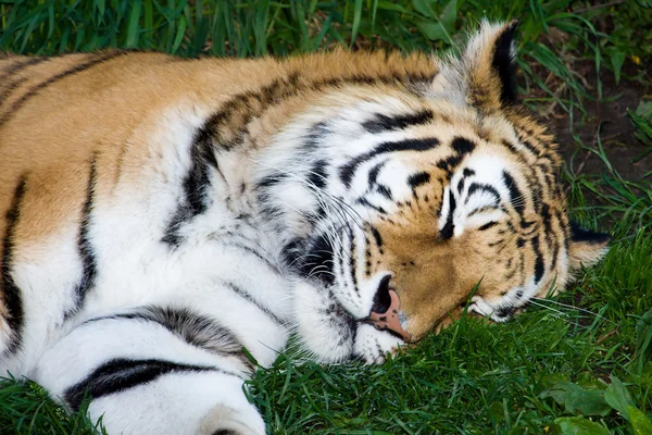 Tigre de Bengala durmiendo —  Fotos de Stock