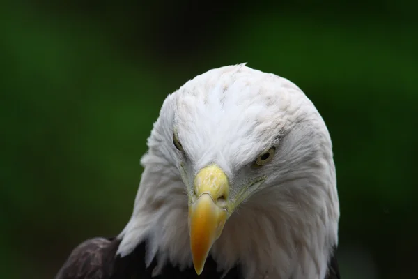American Bald Eagle Primer plano — Foto de Stock