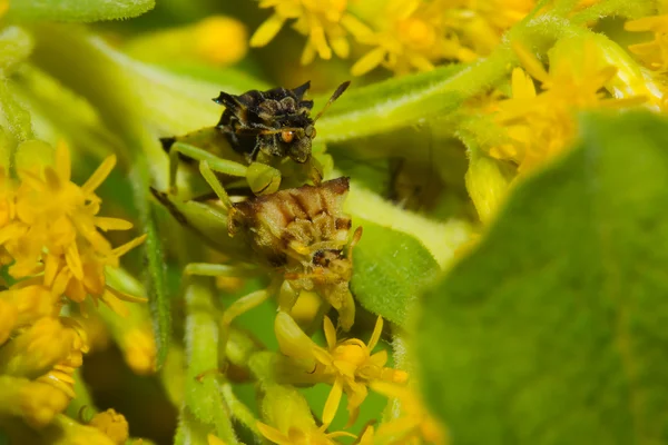 Accoppiamento Insetti di imboscata (Phymata erosa) nei fiori di verga d'oro . — Foto Stock