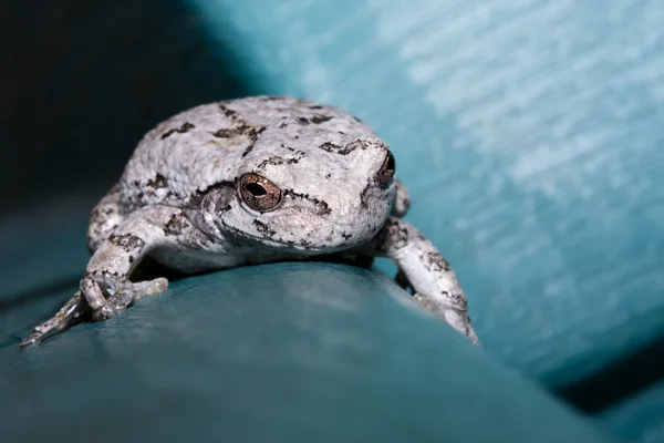 Сіра деревна жаба — стокове фото