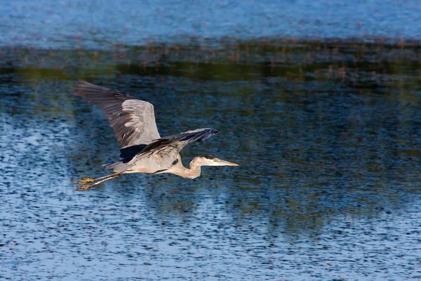 Great Blue Heron Flying. — Stock Photo, Image
