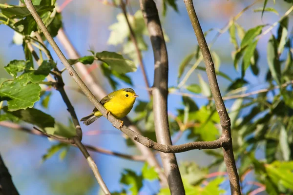 American Goldfinch — Stock Photo, Image