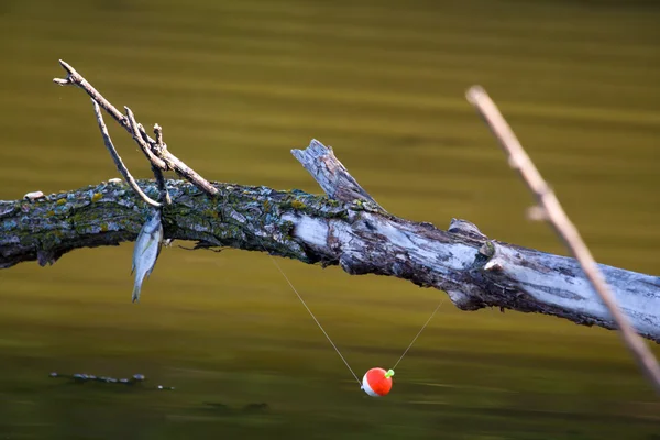 Fishing Frustration — Stock Photo, Image
