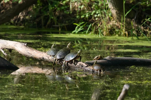 Målade sköldpaddor basking i solen. — Stockfoto