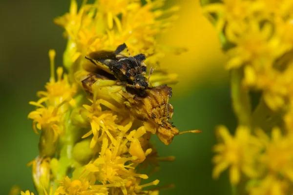 Paring hinderlaag bugs (phymata erosa) in guldenroede bloemen. — Stockfoto