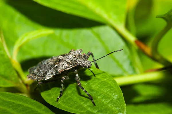 Schild bug (hemiptera, onderorde Wantsen). — Stockfoto