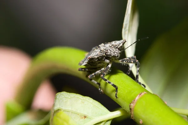 Shield bug (Hemiptera, suborder Heteroptera) — Stock Photo, Image