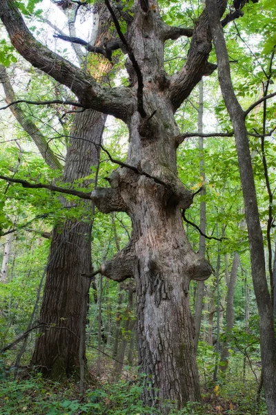 Starý revmatickým strom — Stock fotografie