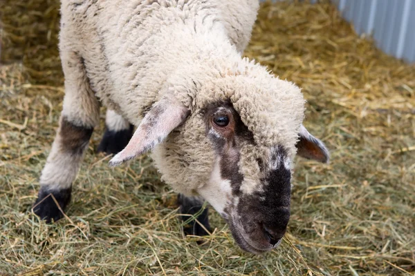 見て好奇心旺盛の子羊. — ストック写真