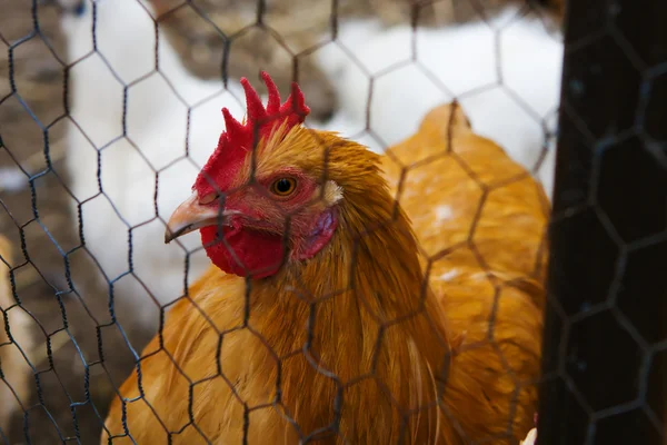 stock image A closeup portrait of a hen.