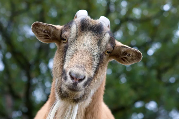 (Inggris) Billy Goat Portrait — Stok Foto