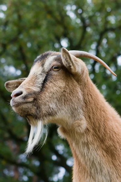Portret van een gehoornde geit. — Stockfoto